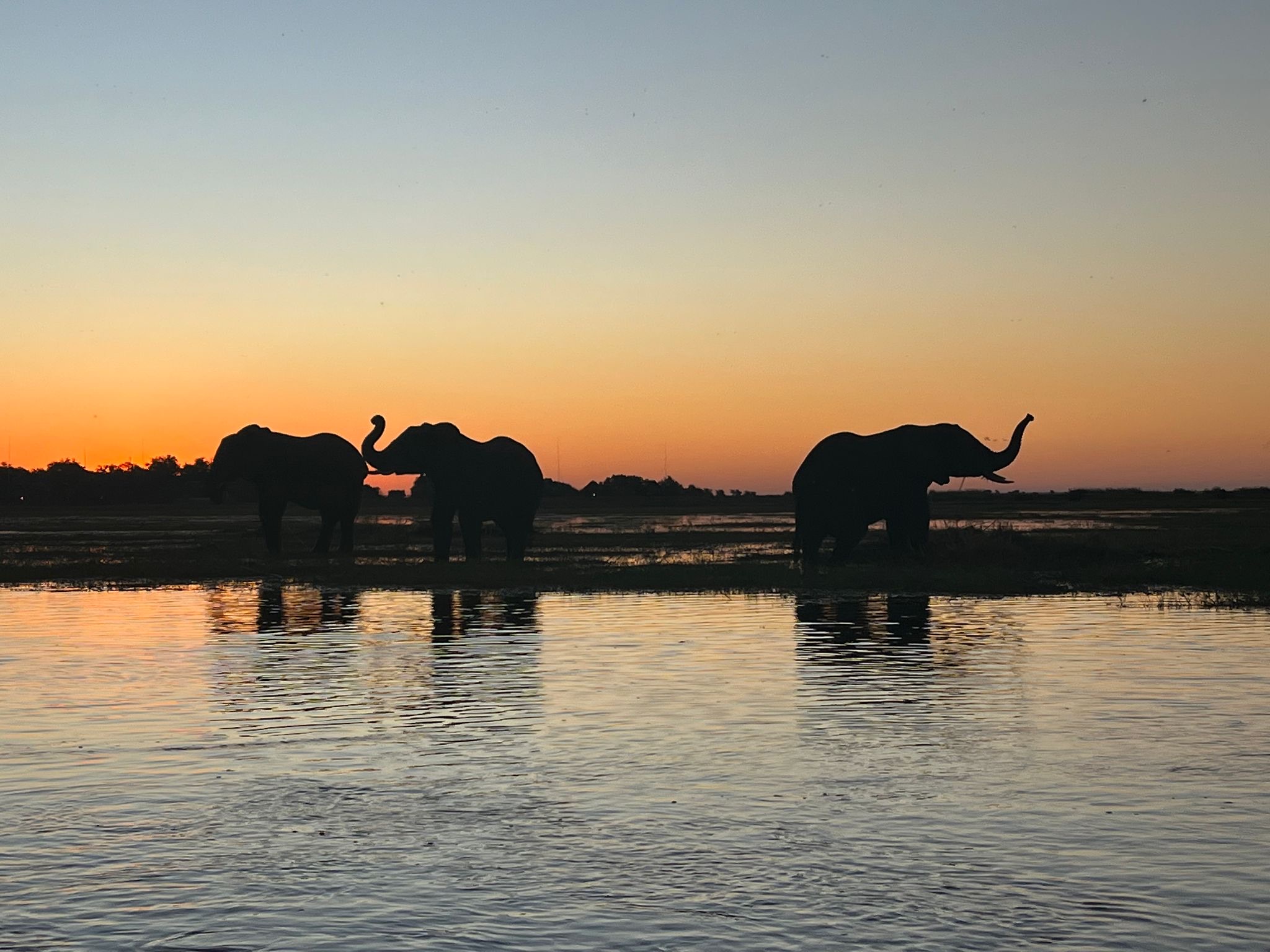 Silhouetten van olifanten in de rivier bij zonsondergang in Chobe, Botswana