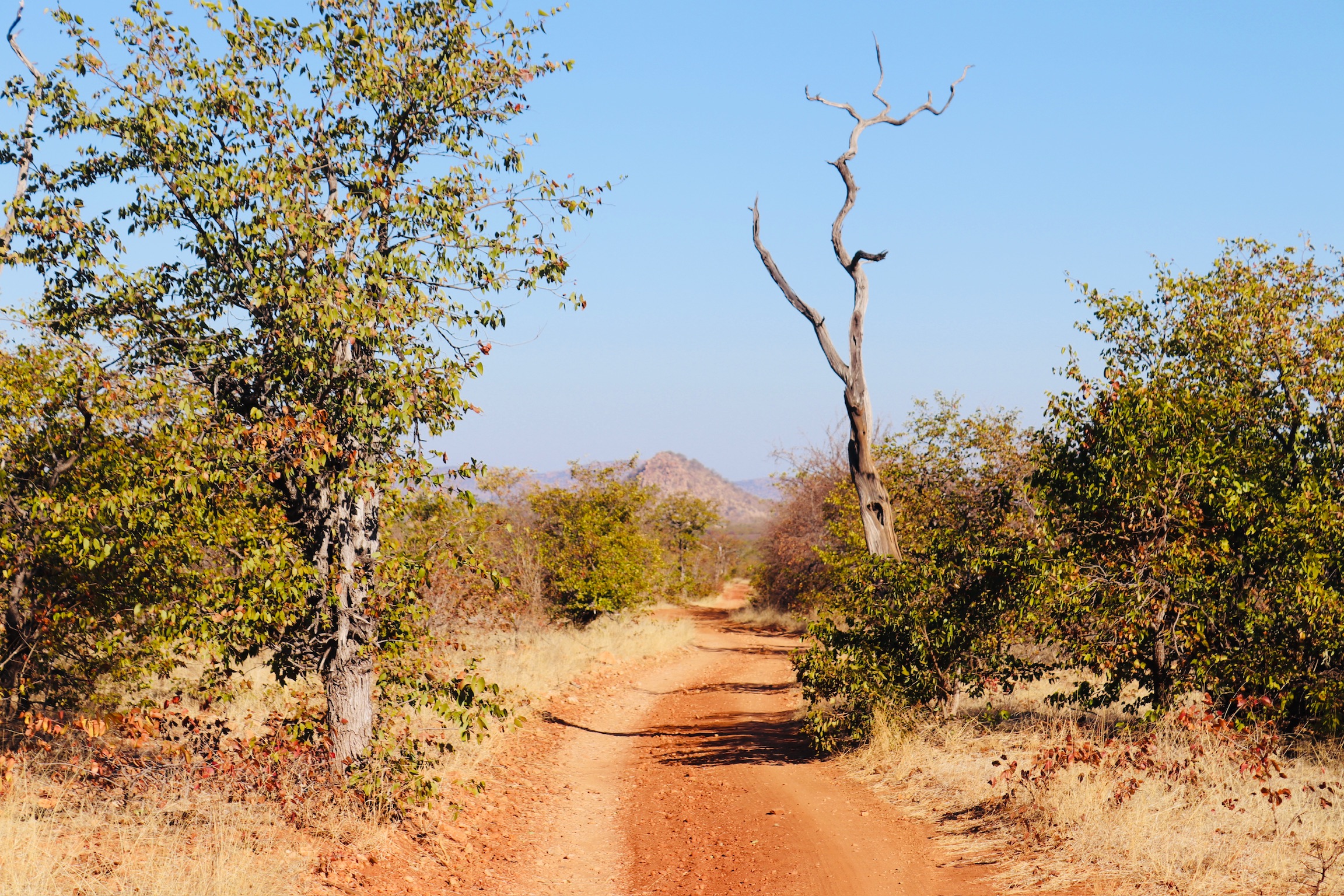 Botswana – Heen en terug door het bushveld