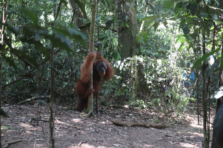 Indonesië – Sumatra